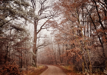 Dans les bois de Haguenau au cœur de l'Alsace